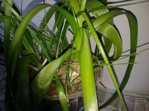 Орнитогалум или индийский лук: польза и вред ядовитого растения