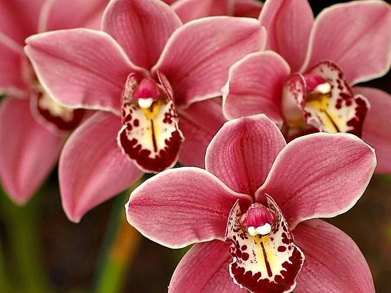 Что делать, если листья орхидеи потеряли тургор и морщинятся? почему возникает проблема?
