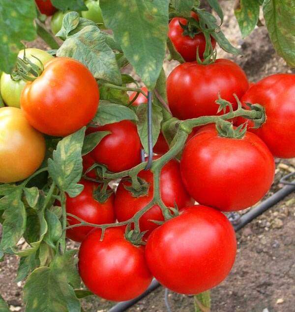 Выращиваем на даче засолочные сорта помидор