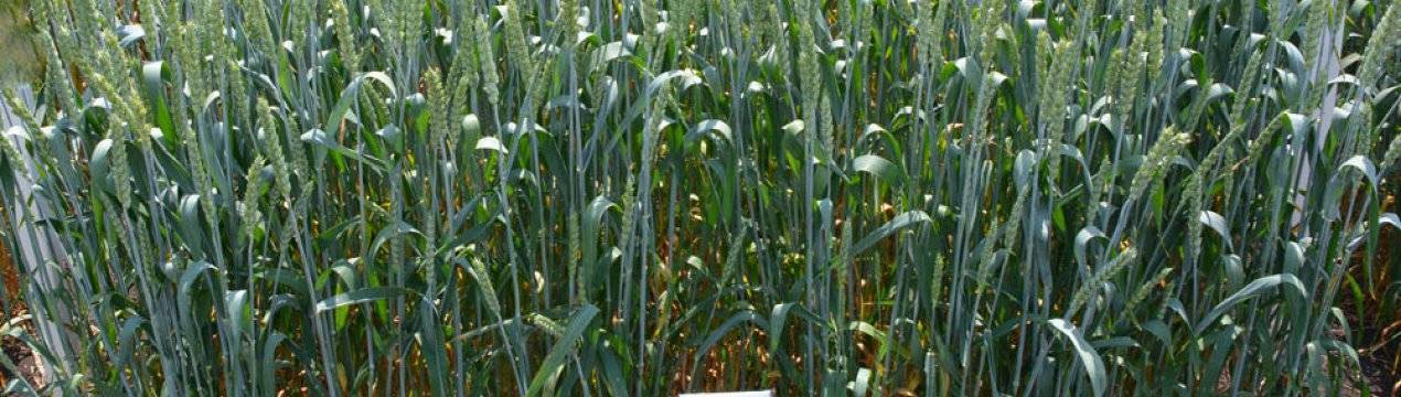 Технология выращивания озимой пшеницы