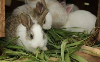Все о кокцидиозе кроликов: симптомы, лечение, как избежать заболевания