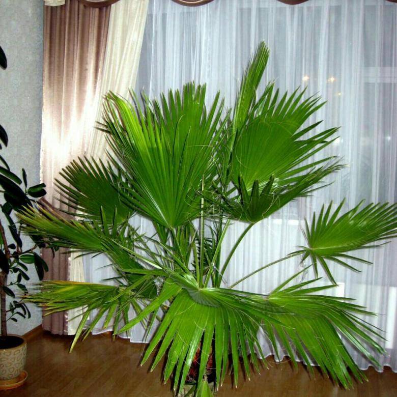 Пальма вашингтония: описание и выращивание