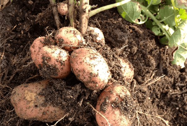 Болезни картофеля: описание, как бороться с ними