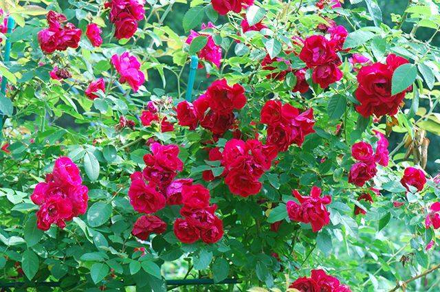 Морщинистая роза — секреты ухода