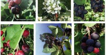 Ирга: описание разновидностей и популярные у садоводов сорта