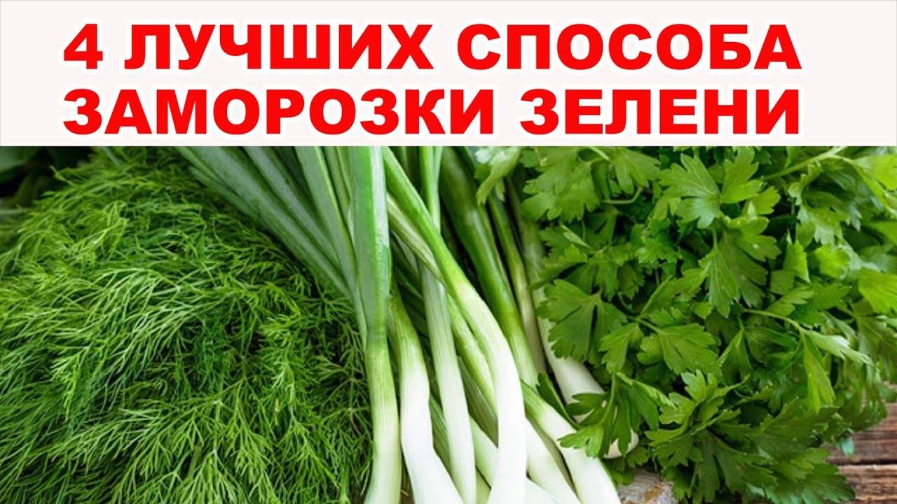 Лучшие способы заморозки укропа на зиму в домашних условиях
