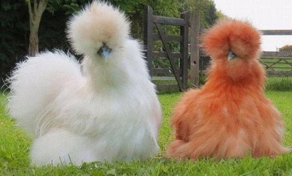 Китайская шелковая курица – улыбка природы