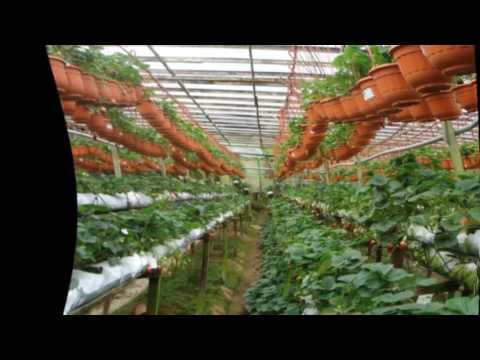 Выращивание клубники в теплице: обзор классических и современных методов