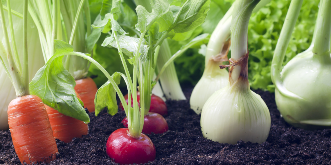 Мини-огород в квартире: как вырастить овощи, зелень у себя дома
