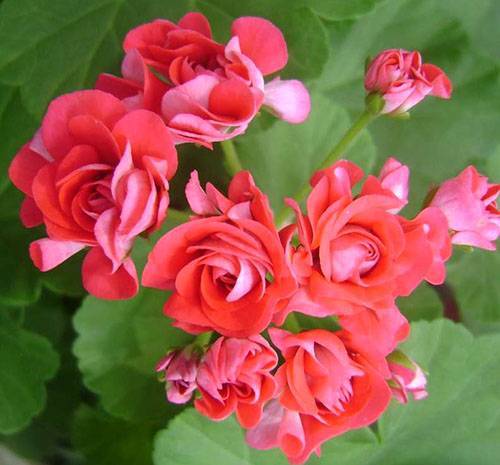Махровая пеларгония:  герань с густыми и пышными цветками