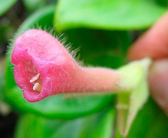 Разновидности цветка нематантус — уход в домашних условиях