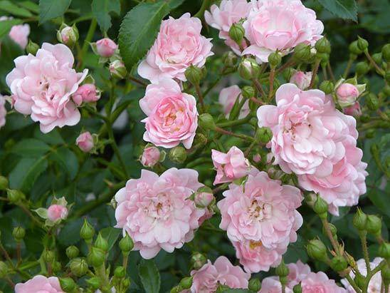Что такое полиантовые розы? как их сажать и ухаживать за ними?