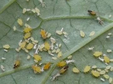 Вред от жука короеда и меры борьбы с ним в саду и в доме