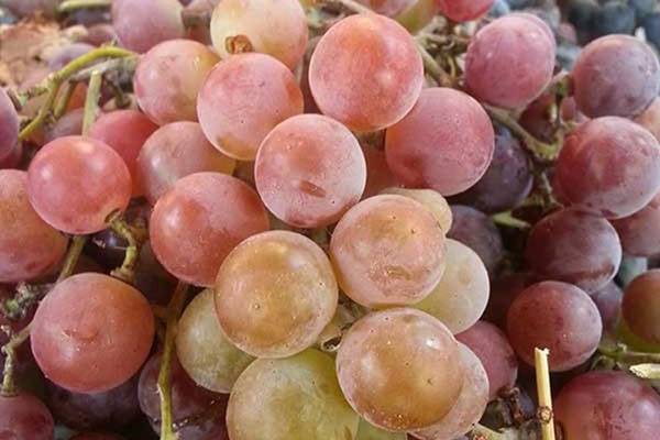 В чем опасность антракноза на винограде, признаки и методы борьбы
