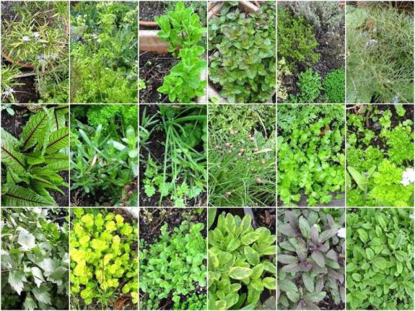 14 полезных растений и пряных трав – в ваш аптекарский огород