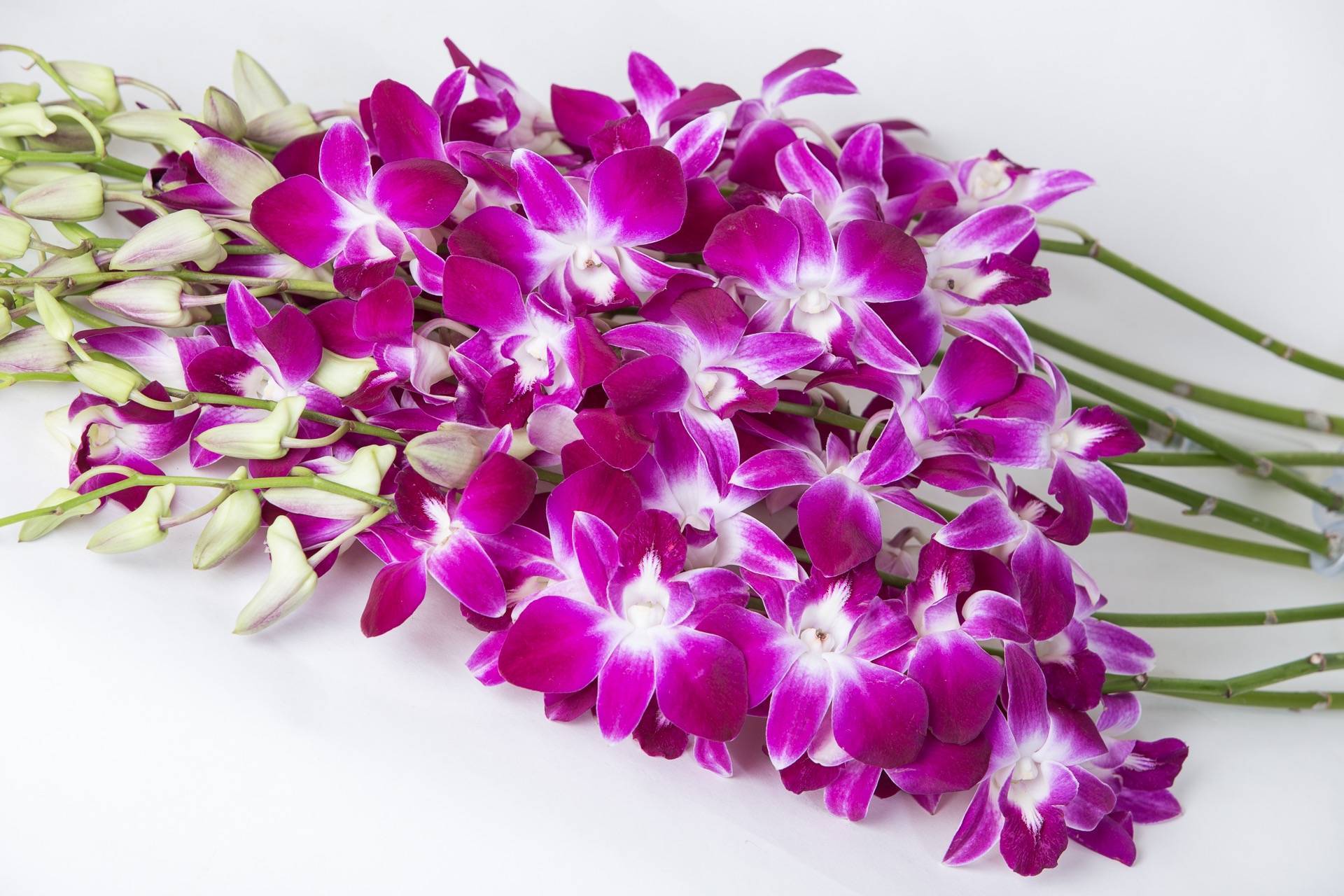 Описание и особенности орхидеи дендробиум нобиле