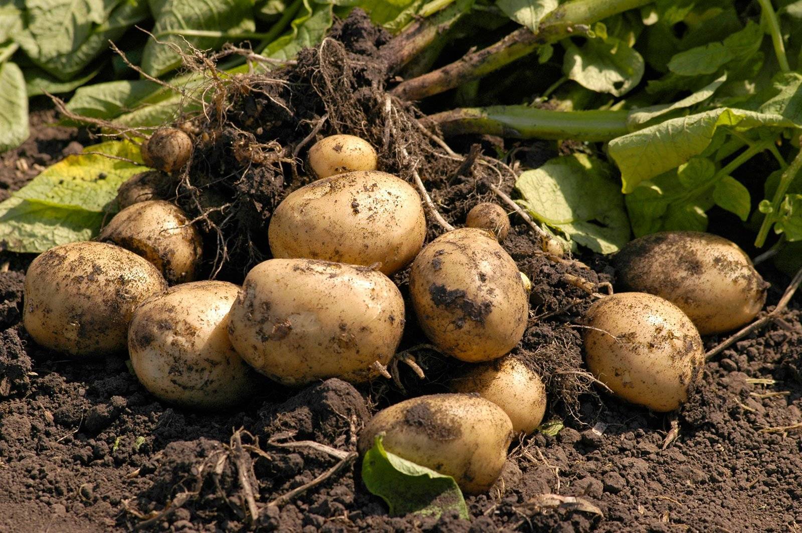 Самые эффективные способы выращивания картофеля или как увеличить урожай картофеля в 3 раза