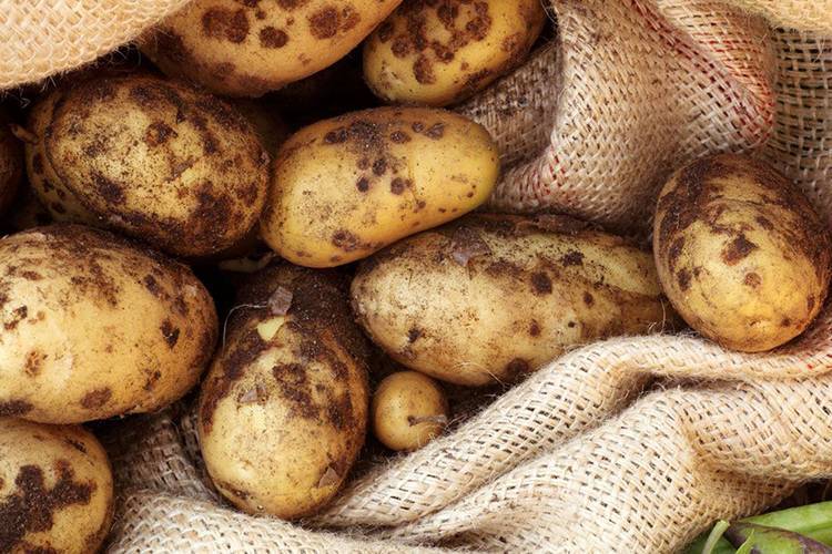 Причины и методы профилактики фитофторы картофеля