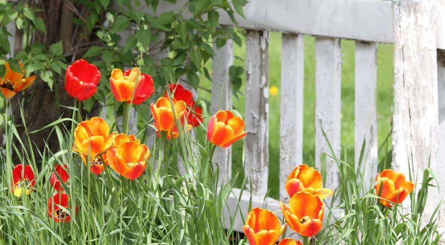 "ленивый сад": первоцветы, которые практически не нуждаются в уходе