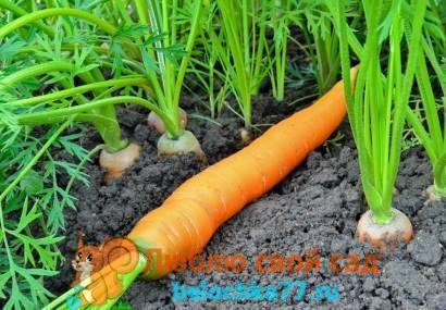 5 способов посеять морковь: проверенные методы от наших читателей