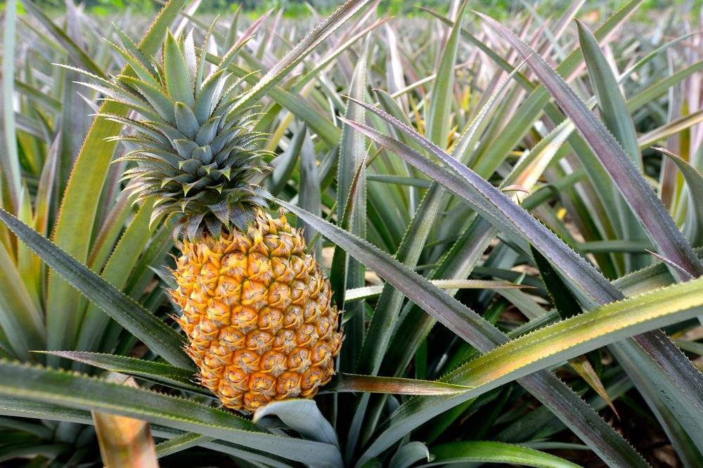 А вы знаете какие виды и сорта ананасов существуют в природе?