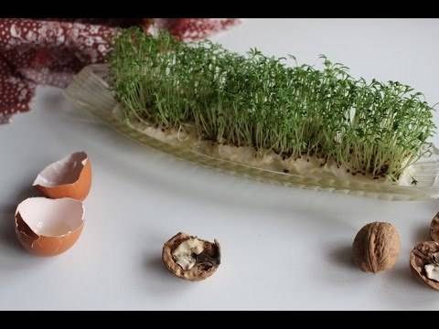 Кресс-салат – его сорта и тонкости выращивания