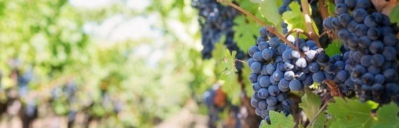 Правила посадки винограда – соблюдаем технологии и главные особенности