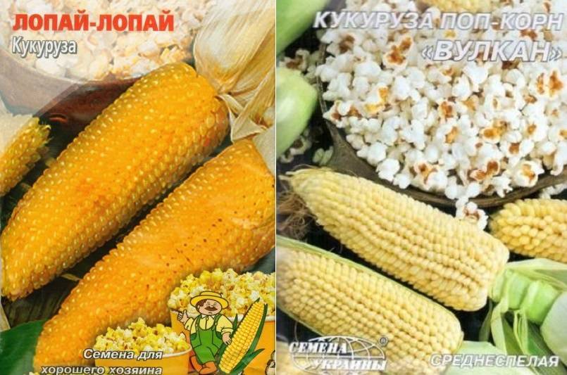 Лучшие сорта кукурузы для приготовления попкорна