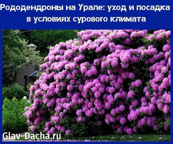 Рододендроны на Урале - уход и посадка, выбор сортов, зимовка