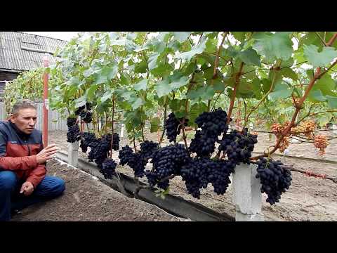 Обрезка винограда осенью: понятная инструкция для начинающих