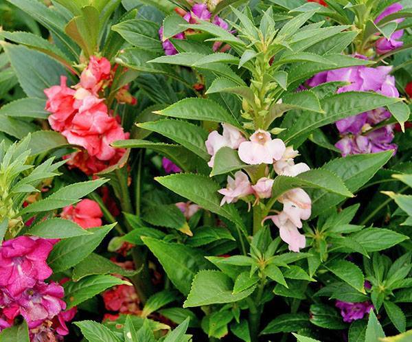 Тропический цветок ванька мокрый или бальзамин садовый: посадка и уход, фото и оптимальные условия выращивания растения